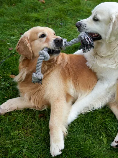 Dos golden retriever jugando con una cuerda en el jardín