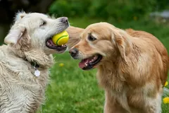 Lola con su pelota junto a otro golden en el parque